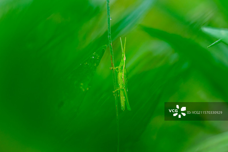 绿植上的蚱蜢图片素材