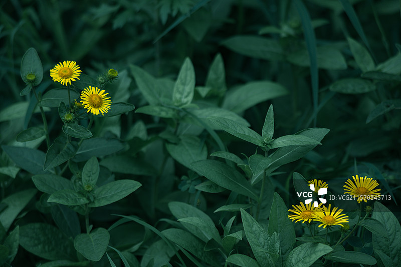 在郊外盛开的黄色雏菊图片素材