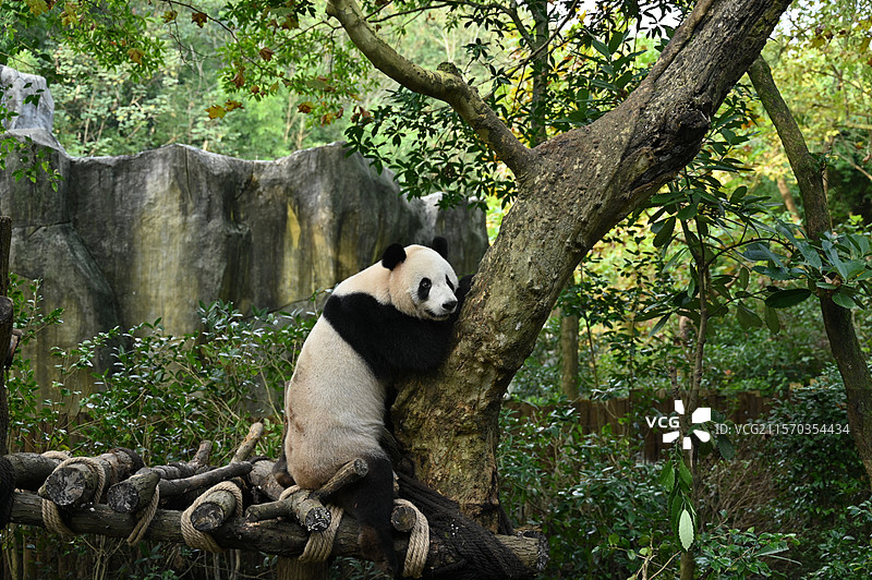 可爱大熊猫图片素材