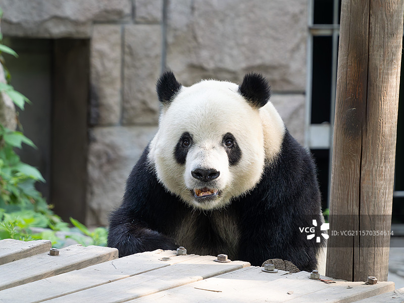 北京动物园大熊猫萌二20250526图片素材