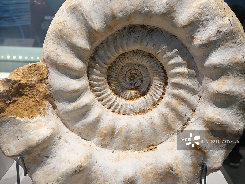 成都自然博物馆展出的菊石化石图片素材