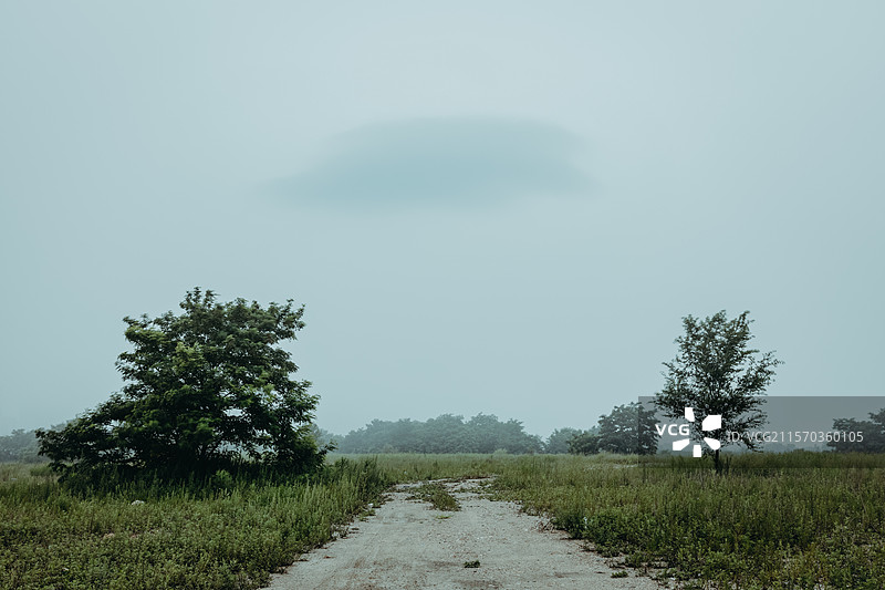 稀树草原雾天风光图片素材