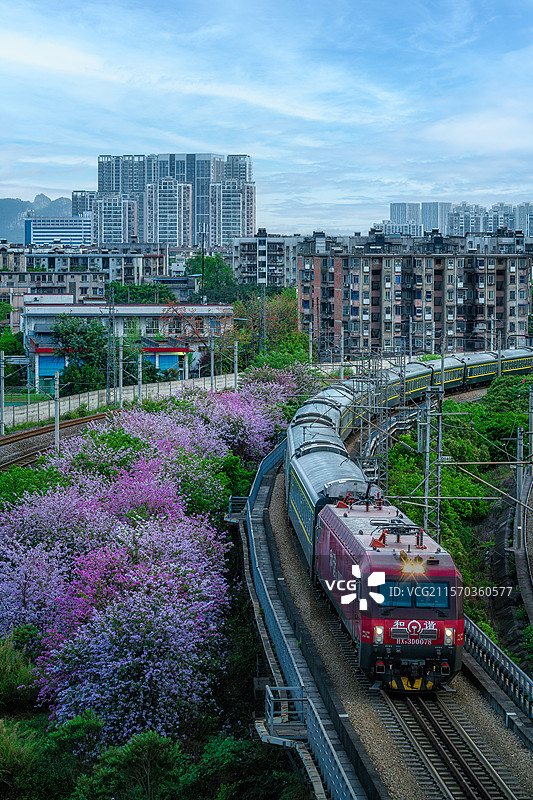 柳州广雅桥上拍摄和谐号列车穿梭紫荆花花海图片素材