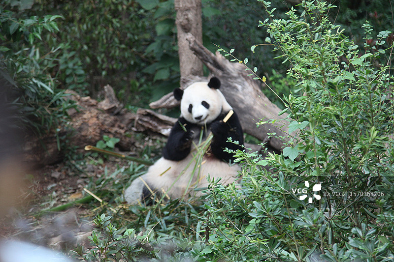 四川省成都市大熊猫繁育中心的大熊猫和游客成都大熊猫繁育研究基地位于四川省成都市成华区熊猫大道图片素材
