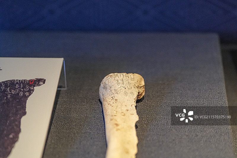 商武丁 旨弗其叶王史卜骨 天津博物馆图片素材