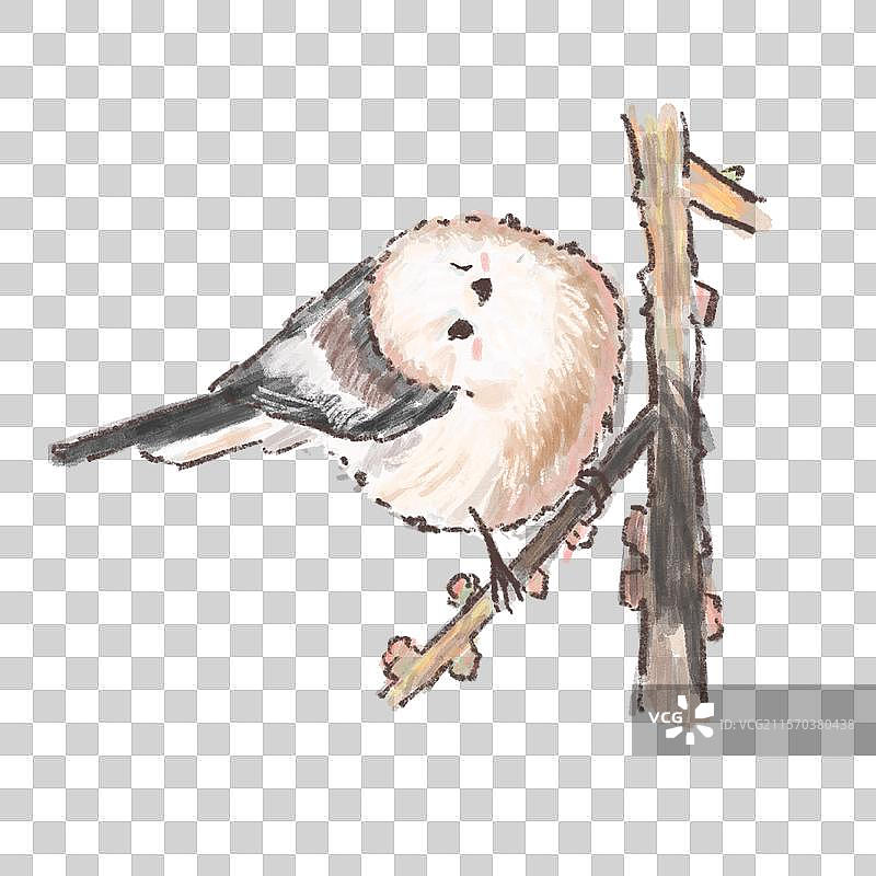 北长尾山雀图片素材