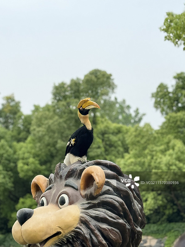 上海野生动物园20250525狮子老虎鹦鹉熊猫小熊猫小浣熊乌龟豹子斑马羊驼袋鼠长劲鹿火烈鸟海豹耳廓狐图片素材