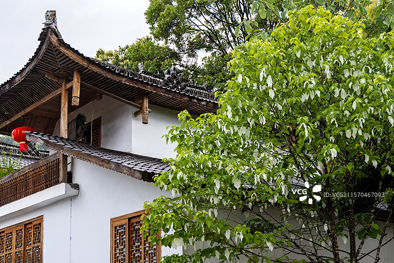 鸽子花图片素材