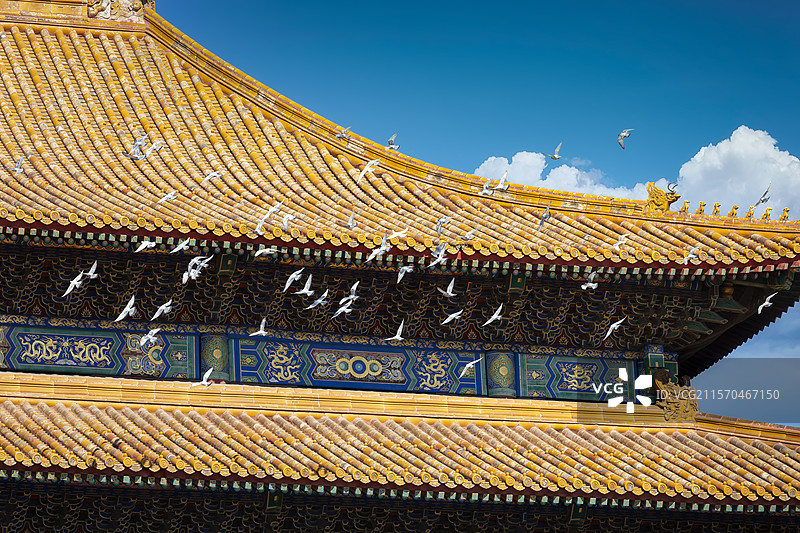 故宫太和殿飞翔的鸽群图片素材