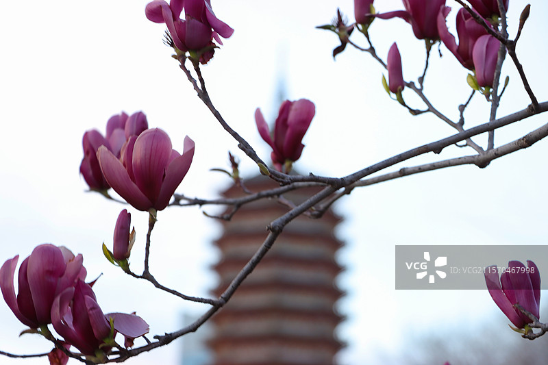 北京通州燃灯舍利塔和塔前开放的玉兰花图片素材