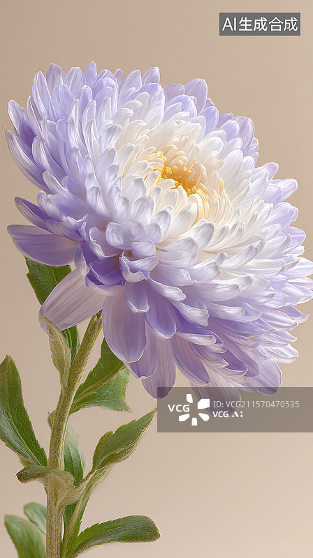 【AI数字艺术】美丽的紫菀花图片素材