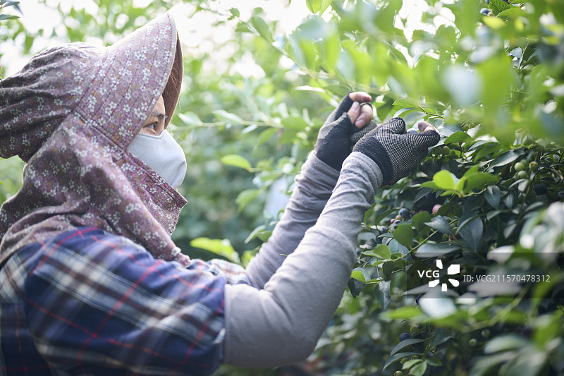 女性在蓝莓农场采摘。图片素材