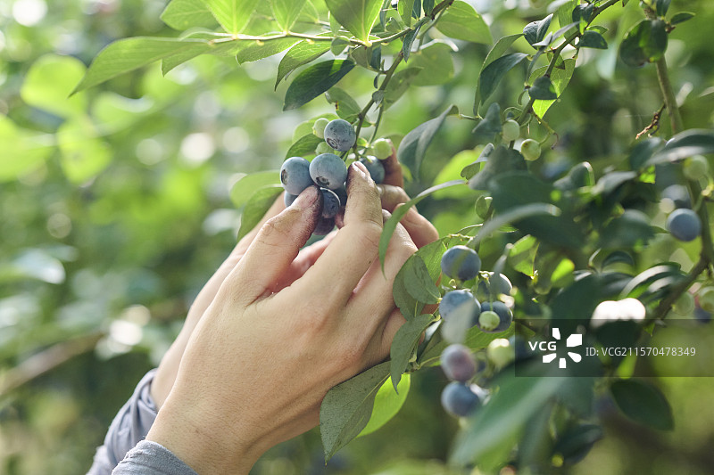 女人在蓝莓农场采摘蓝莓的手图片素材