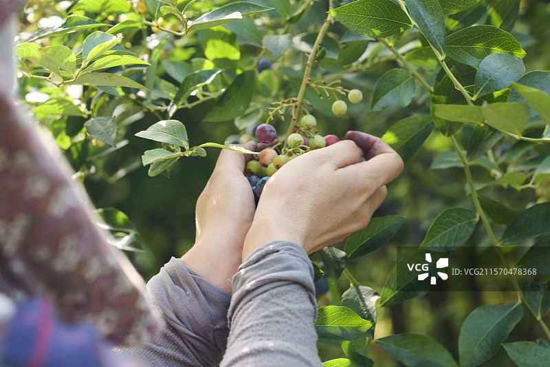 女人在蓝莓农场采摘蓝莓的手图片素材