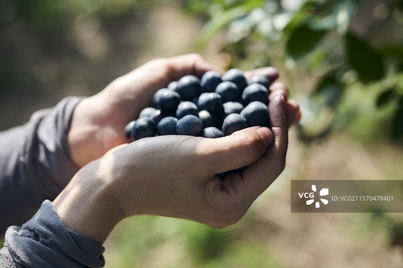 女人在蓝莓农场采摘蓝莓的手图片素材