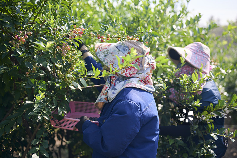 女性在蓝莓农场采摘蓝莓图片素材