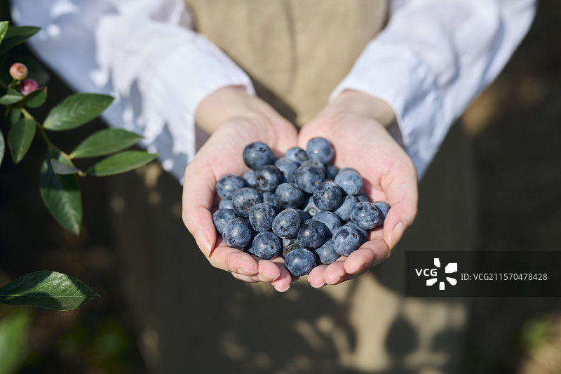 女性在蓝莓农场采摘的手图片素材