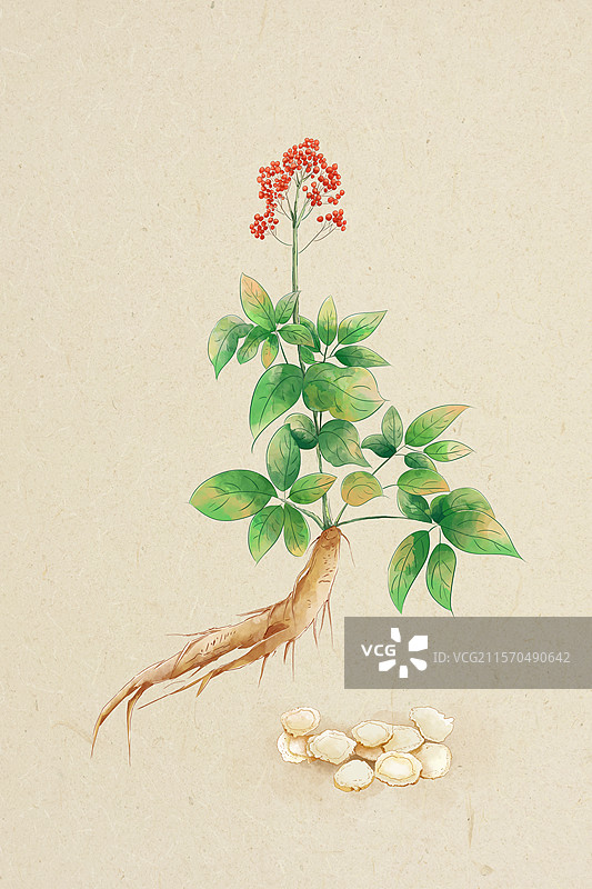 中药材人参插画，中草药人参和人参切片 水彩手绘肌理插画，草本植物人参或西洋参 竖版图片素材