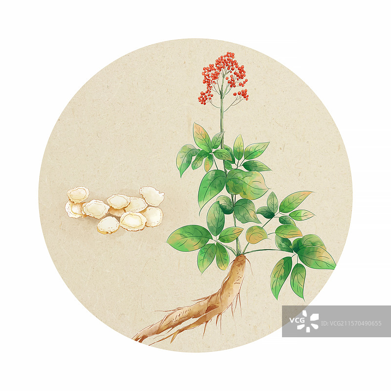 中药材人参插画，中草药人参和人参切片 水彩手绘肌理插画，草本植物人参或西洋参 圆形团扇扇面图图片素材
