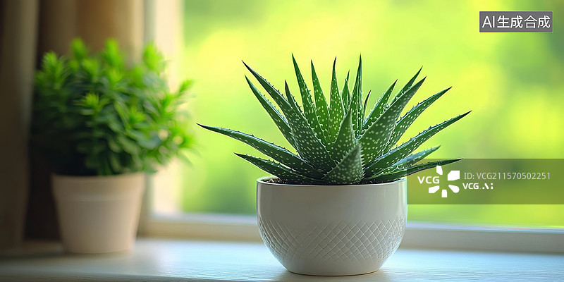 【AI数字艺术】窗台上的一盆小多肉植物图片素材