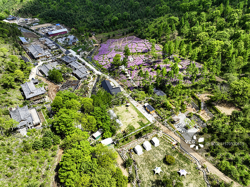 春季，无人机航拍吉林省延边朝鲜族自治州图们市长安镇康宁养生谷杜鹃花海和森林。图片素材