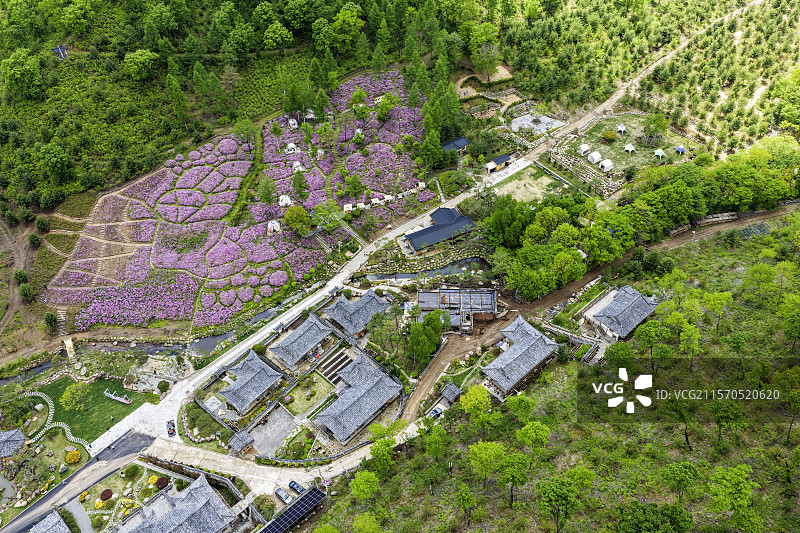 春季，无人机航拍吉林省延边朝鲜族自治州图们市长安镇康宁养生谷杜鹃花海和森林。图片素材