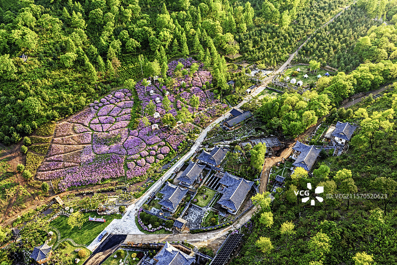 春季，无人机航拍吉林省延边朝鲜族自治州图们市长安镇康宁养生谷杜鹃花海和森林。图片素材
