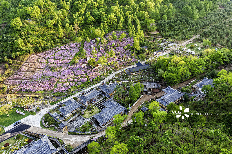 春季，无人机航拍吉林省延边朝鲜族自治州图们市长安镇康宁养生谷杜鹃花海和森林。图片素材