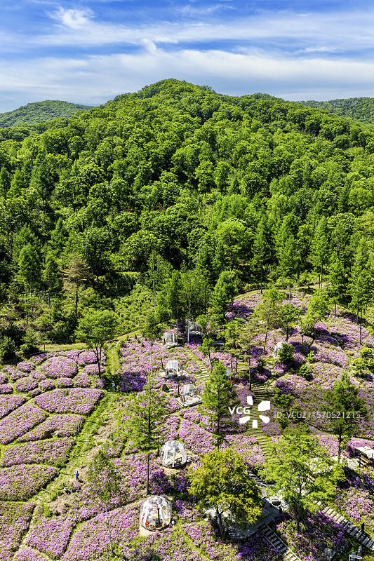 春季，无人机航拍吉林省延边朝鲜族自治州图们市长安镇康宁养生谷杜鹃花海、朝鲜族古建筑和森林。图片素材