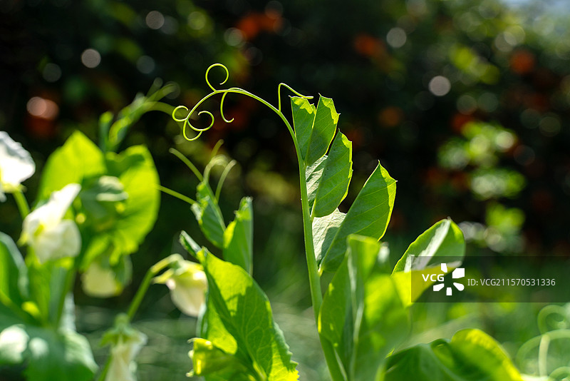 田间生长的豌豆尖图片素材