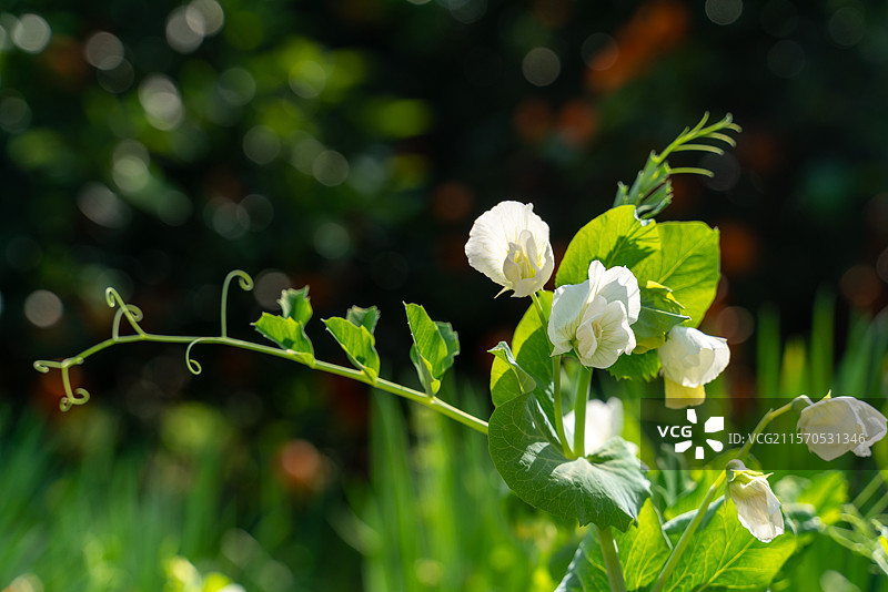 田间生长的豌豆尖图片素材