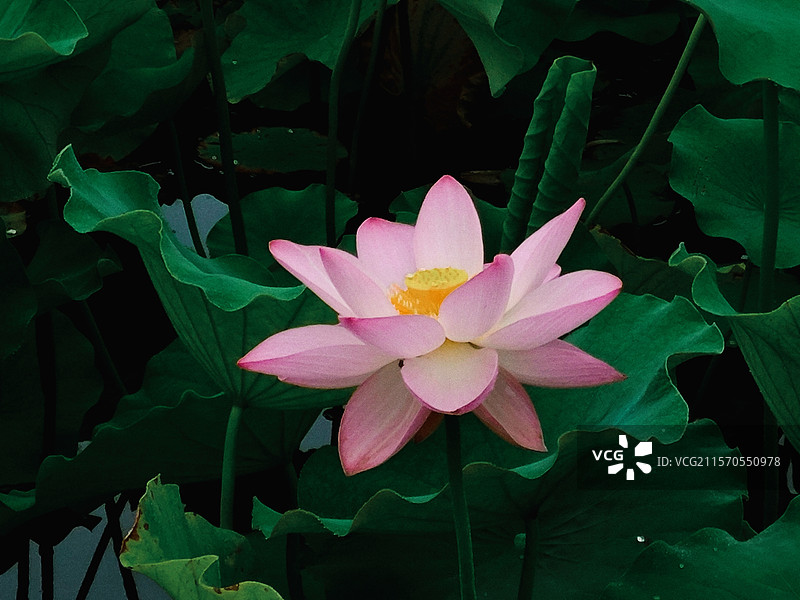 夏日荷花图片素材