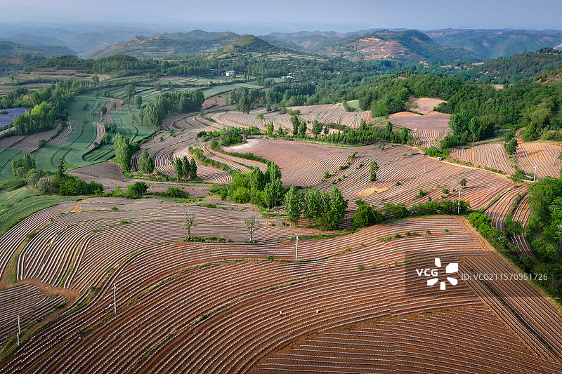 在河南省洛阳市洛宁县，每年的4月，农民在田间开始整饬烟田，并进行覆膜，远远望去，仿佛一幅画图片素材