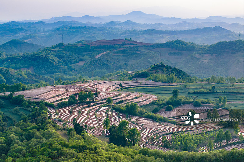 在河南省洛阳市洛宁县，每年的4月，农民在田间开始整饬烟田，并进行覆膜，远远望去，仿佛一幅画图片素材
