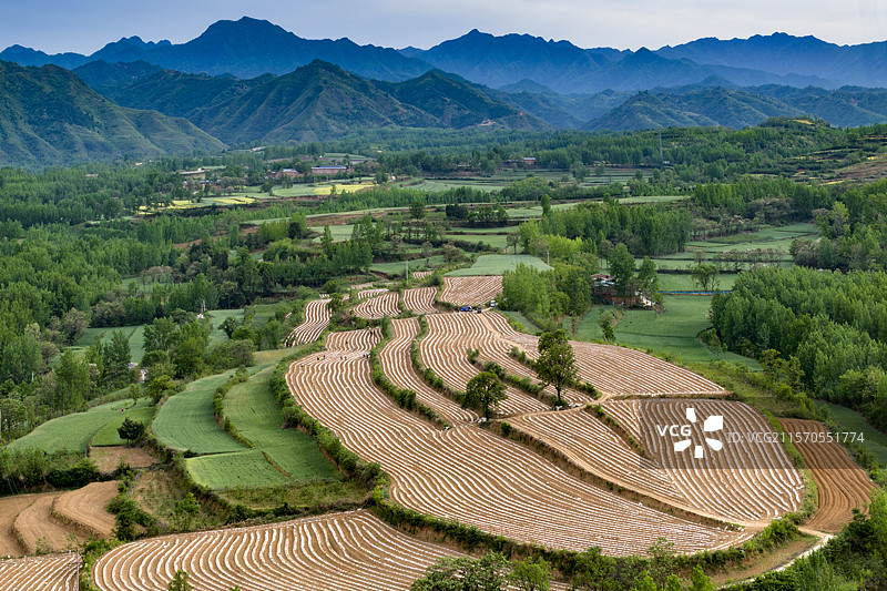 在河南省洛阳市洛宁县，每年的4月，农民在田间开始整饬烟田，并进行覆膜，远远望去，仿佛一幅画图片素材