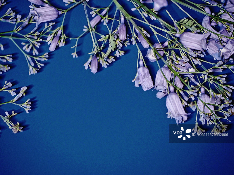 蓝调时刻的蓝花楹图片素材