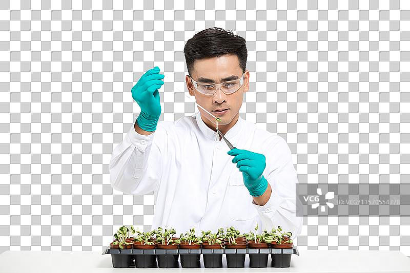 男科学家研究观察植物幼苗图片素材