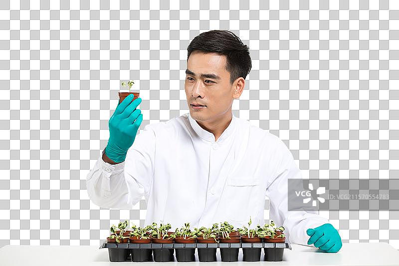 男科学家研究观察植物幼苗图片素材