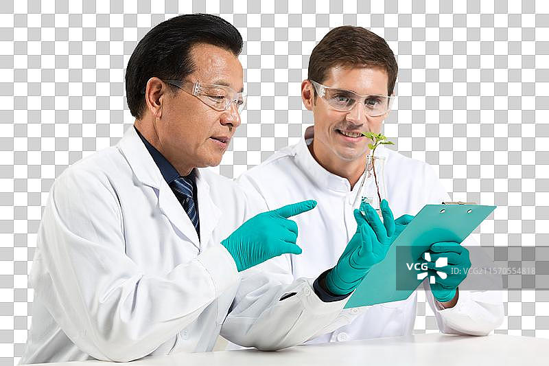 科学家对植物进行研究讨论图片素材