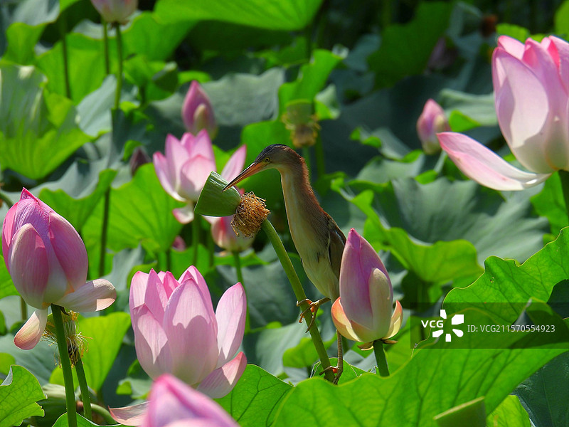 荷塘中站在莲蓬梗上的黄斑苇鳽图片素材