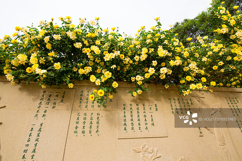 中国城市公园花墙野生植物蔷薇科蔷薇属黄刺玫文化墙蔷薇花围墙花园春天户外白昼摄影图片图片素材