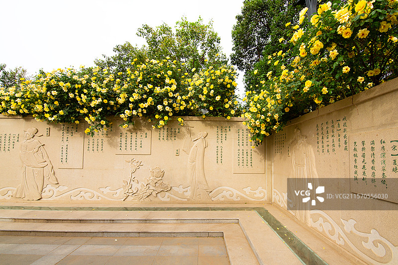 中国城市公园花墙野生植物蔷薇科蔷薇属黄刺玫文化墙蔷薇花围墙花园春天户外白昼摄影图片图片素材