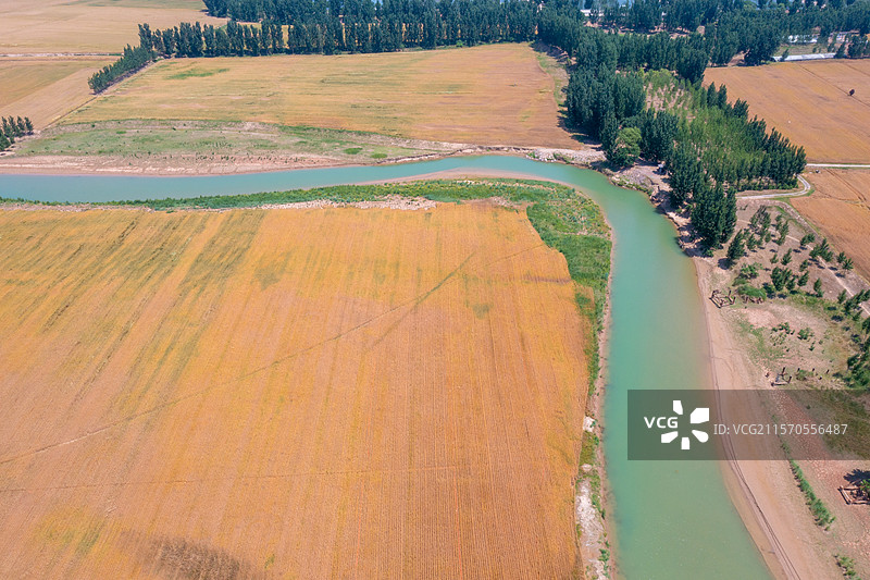 河南焦作黄河沁河两岸风景、夏季麦田丰收景象、沁河入黄河口图片素材