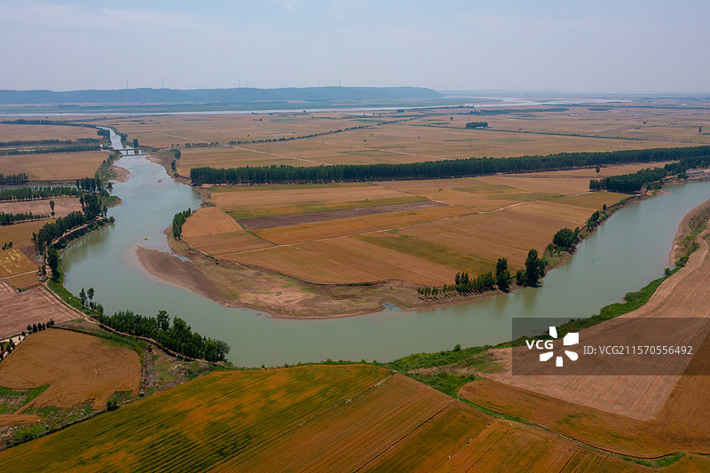 河南焦作黄河沁河两岸风景、夏季麦田丰收景象、沁河入黄河口图片素材
