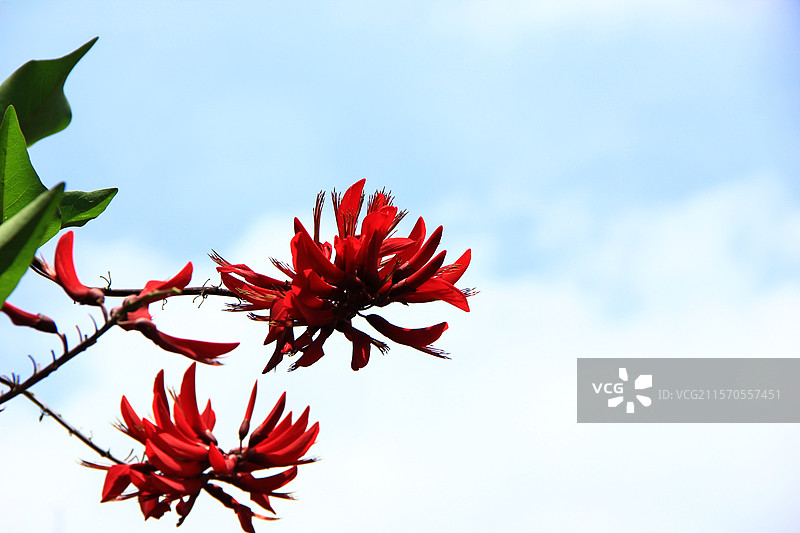 龙爪花 龙牙花图片素材