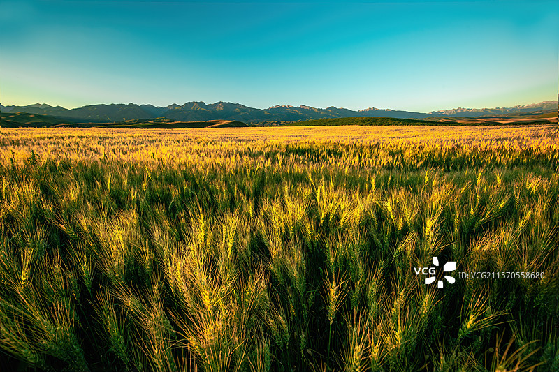 小麦成熟3图片素材