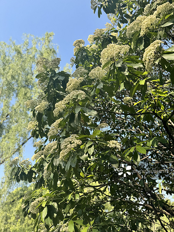 顾村公园图片素材