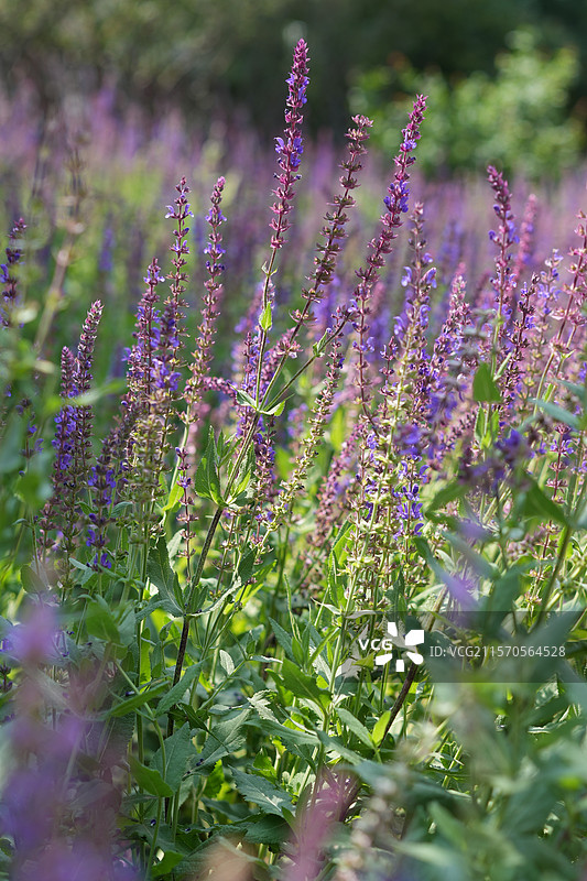 薰衣草花卉美丽自然绿紫色健康放松图片素材