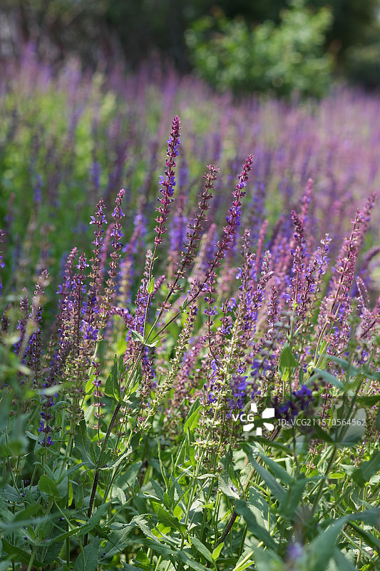 薰衣草花卉美丽自然绿紫色健康放松图片素材