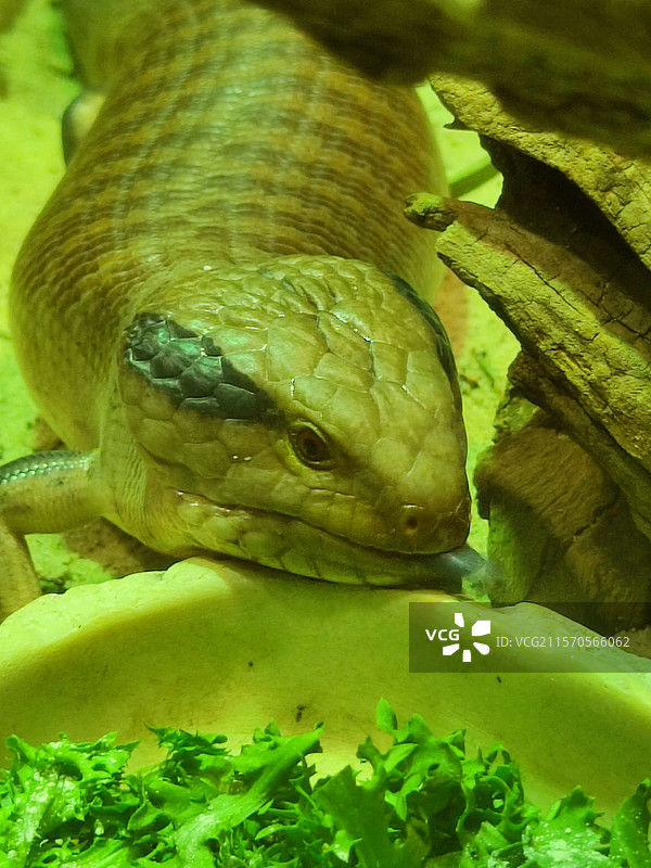 墨尔本Healesville Sanctuary动物园图片素材